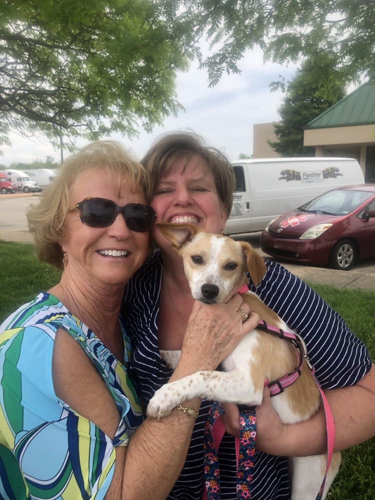 Jackie, a Chihuahua and Great Pyrenees mix tested with EmbarkVet.com