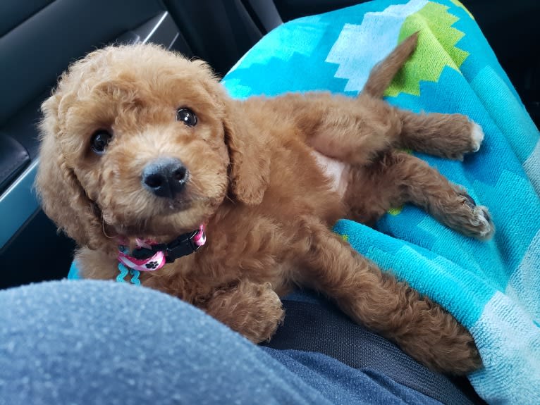 Liesel, a Goldendoodle tested with EmbarkVet.com