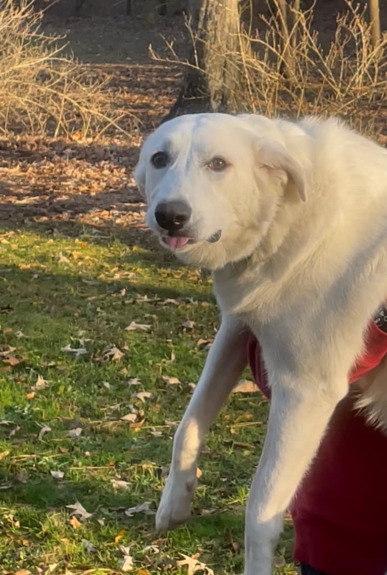Milly, a Great Pyrenees tested with EmbarkVet.com