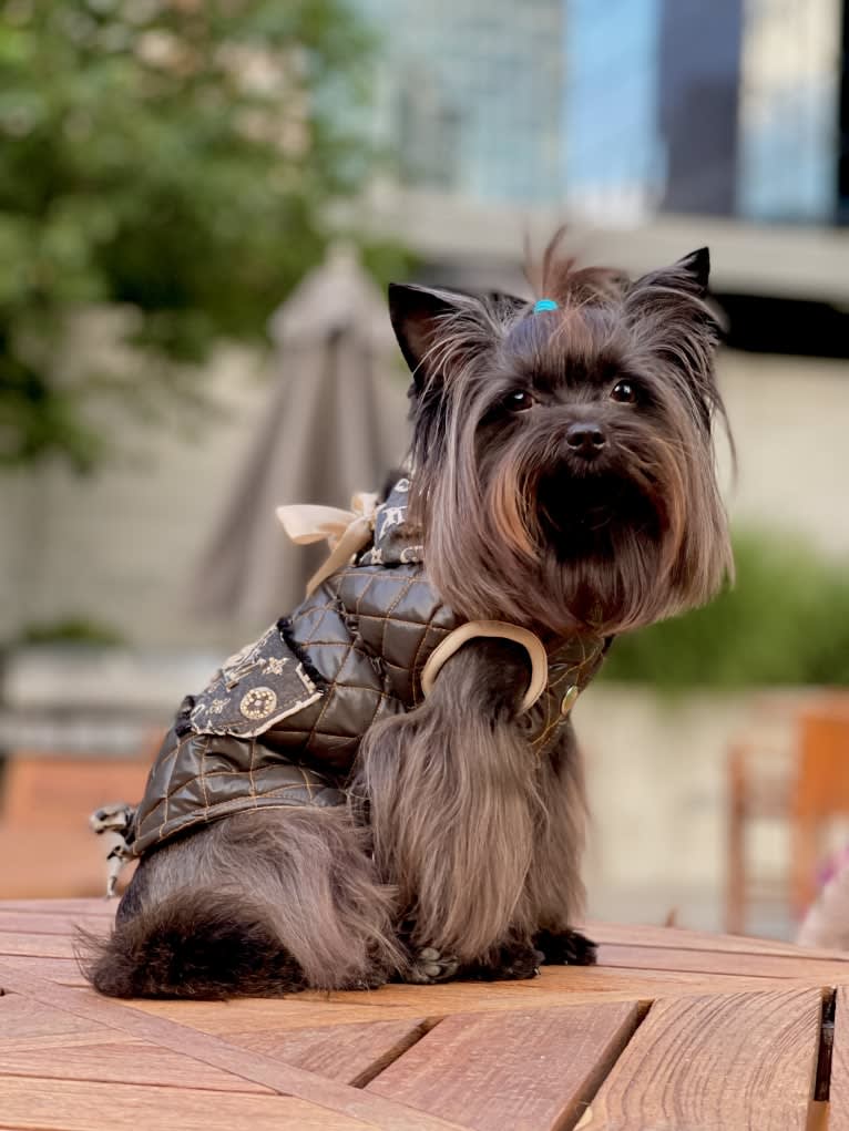 Benjamin Glamour Art Moris Blackfox, a Biewer Terrier and Pomeranian mix tested with EmbarkVet.com