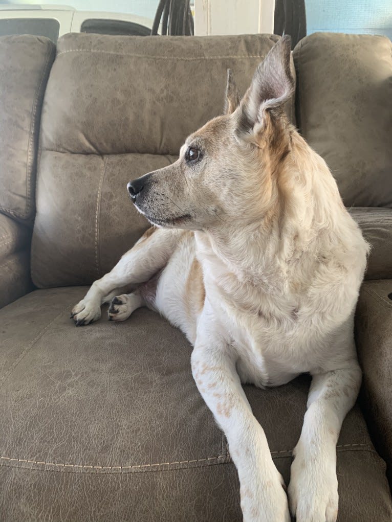 Sammy, an Australian Cattle Dog and Pug mix tested with EmbarkVet.com