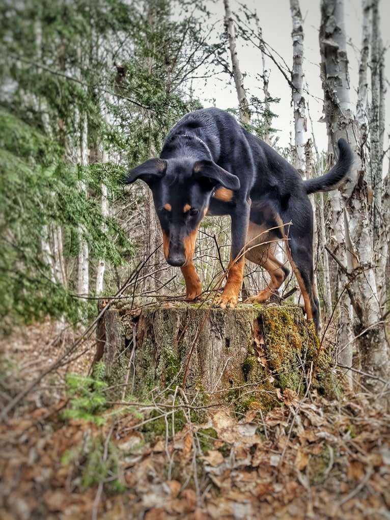 Hati, a Doberman Pinscher and German Shepherd Dog mix tested with EmbarkVet.com