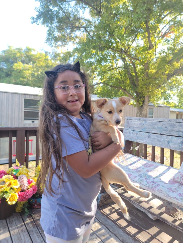 Bella Rose Williams, a Chihuahua and Dachshund mix tested with EmbarkVet.com