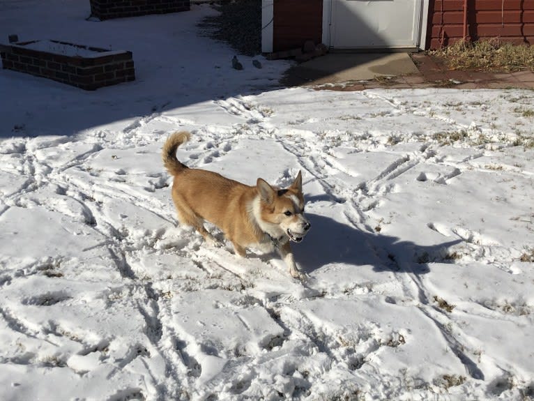 Wizard, a Pembroke Welsh Corgi and Border Collie mix tested with EmbarkVet.com