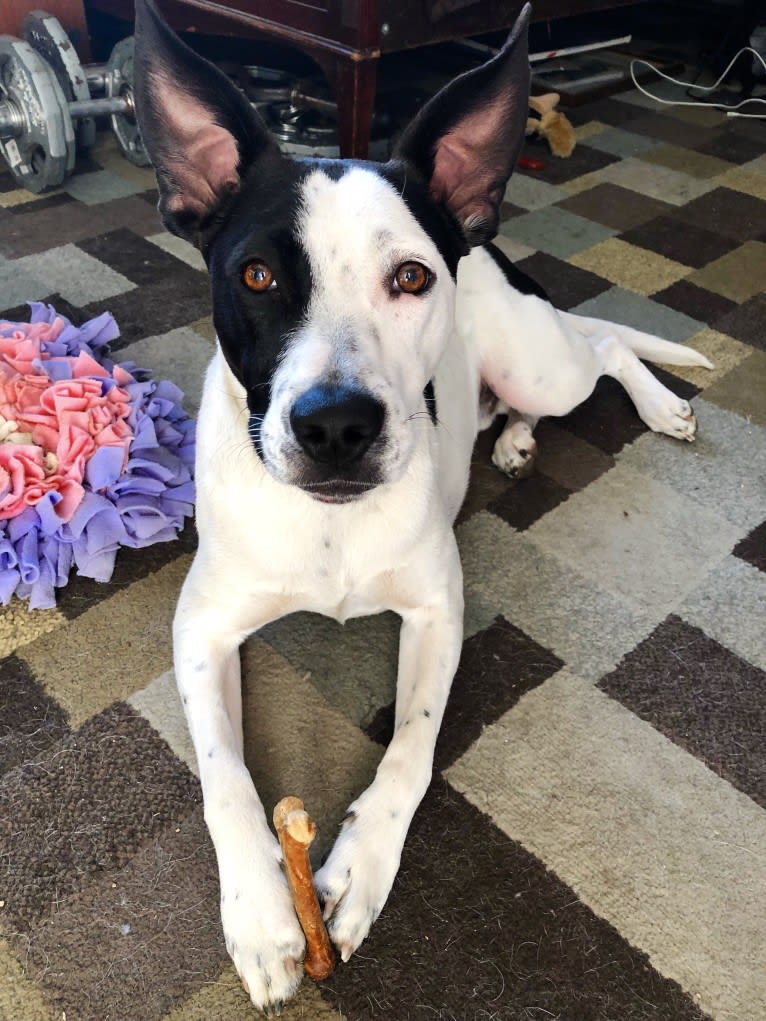 Merlin, an American Staffordshire Terrier and Australian Cattle Dog mix tested with EmbarkVet.com