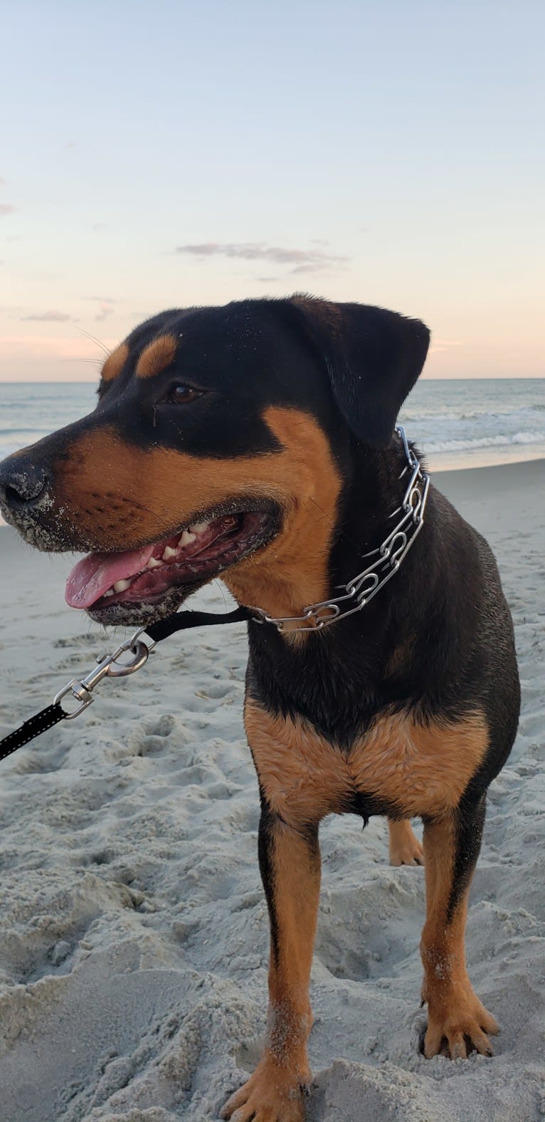 Bruno, a Labrador Retriever and American Pit Bull Terrier mix tested with EmbarkVet.com