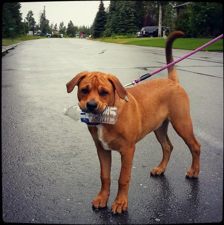 Ned, an American Bulldog and Rottweiler mix tested with EmbarkVet.com