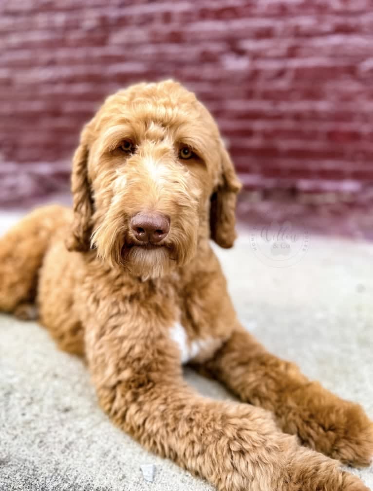 Aspyn, a Goldendoodle tested with EmbarkVet.com