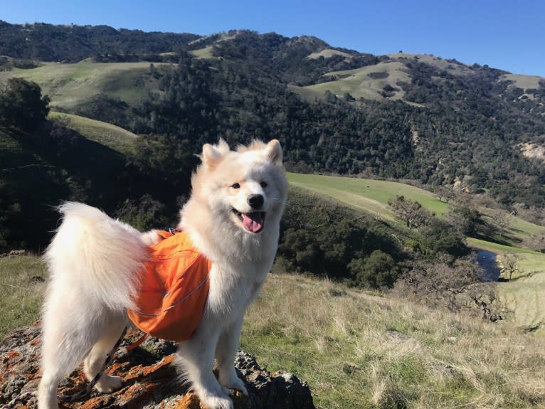 Camelot, a Samoyed tested with EmbarkVet.com