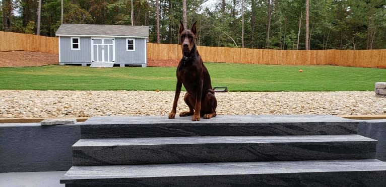 Canelo, a Doberman Pinscher tested with EmbarkVet.com