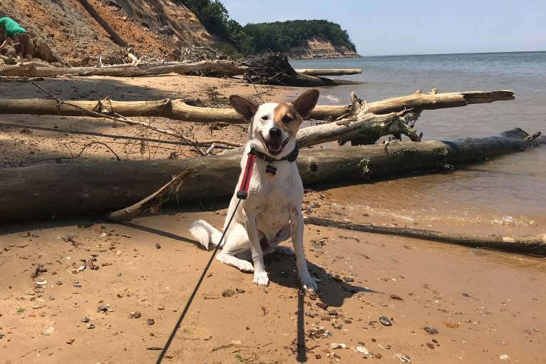 Rengar, a Norwegian Elkhound and Beagle mix tested with EmbarkVet.com