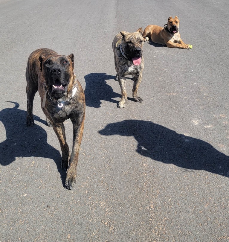 Ashrik, a Perro de Presa Canario tested with EmbarkVet.com