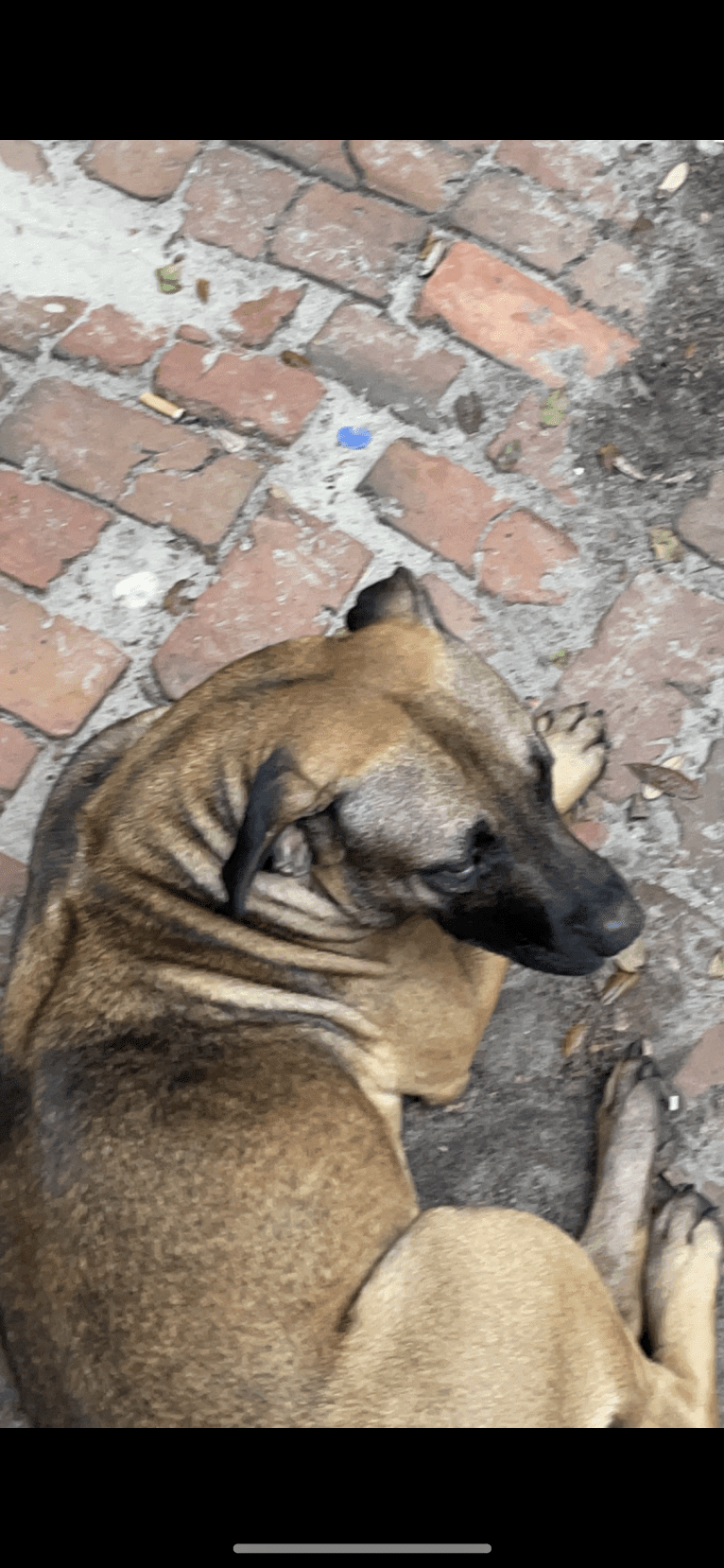 Duke, an American Pit Bull Terrier and Siberian Husky mix tested with EmbarkVet.com