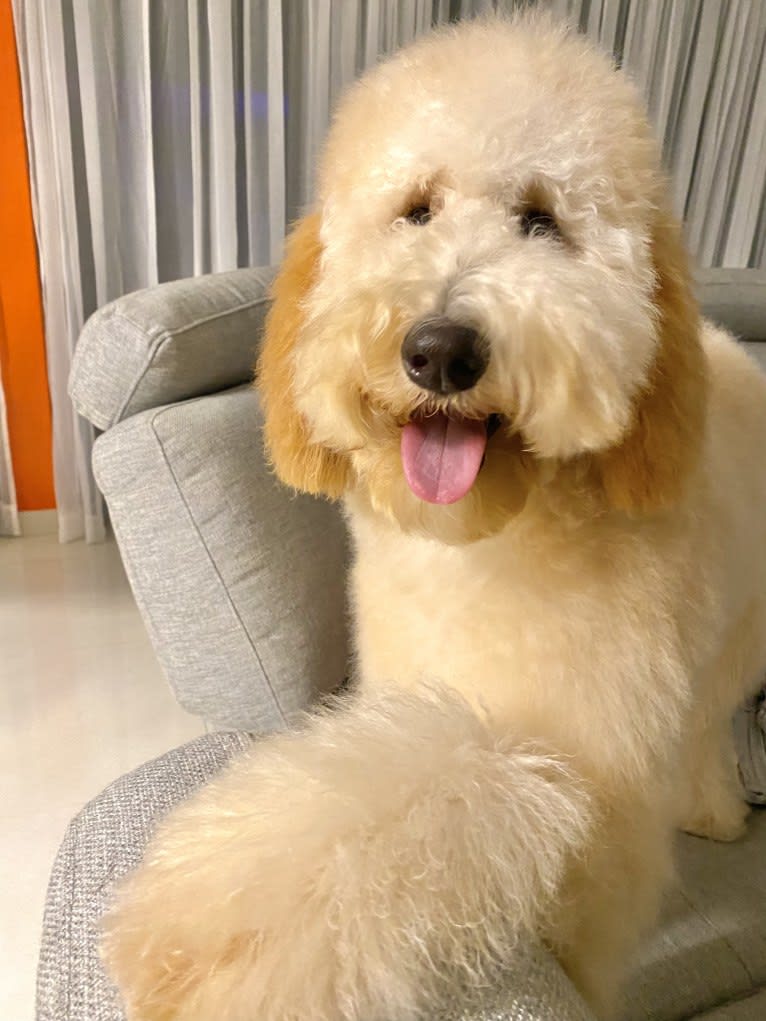 Chelsea, a Goldendoodle tested with EmbarkVet.com