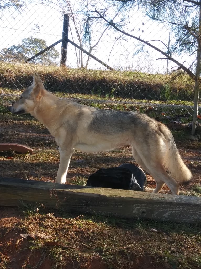 Leica, a Czechoslovakian Vlcak tested with EmbarkVet.com