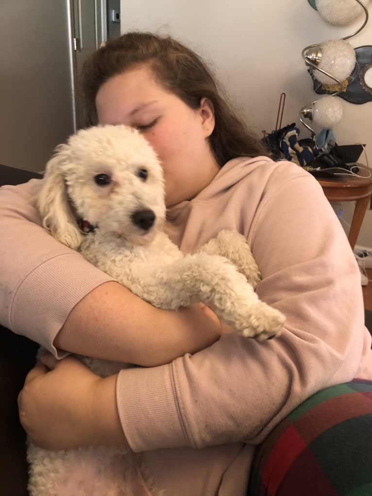 Wyatt, a Poodle (Small) tested with EmbarkVet.com