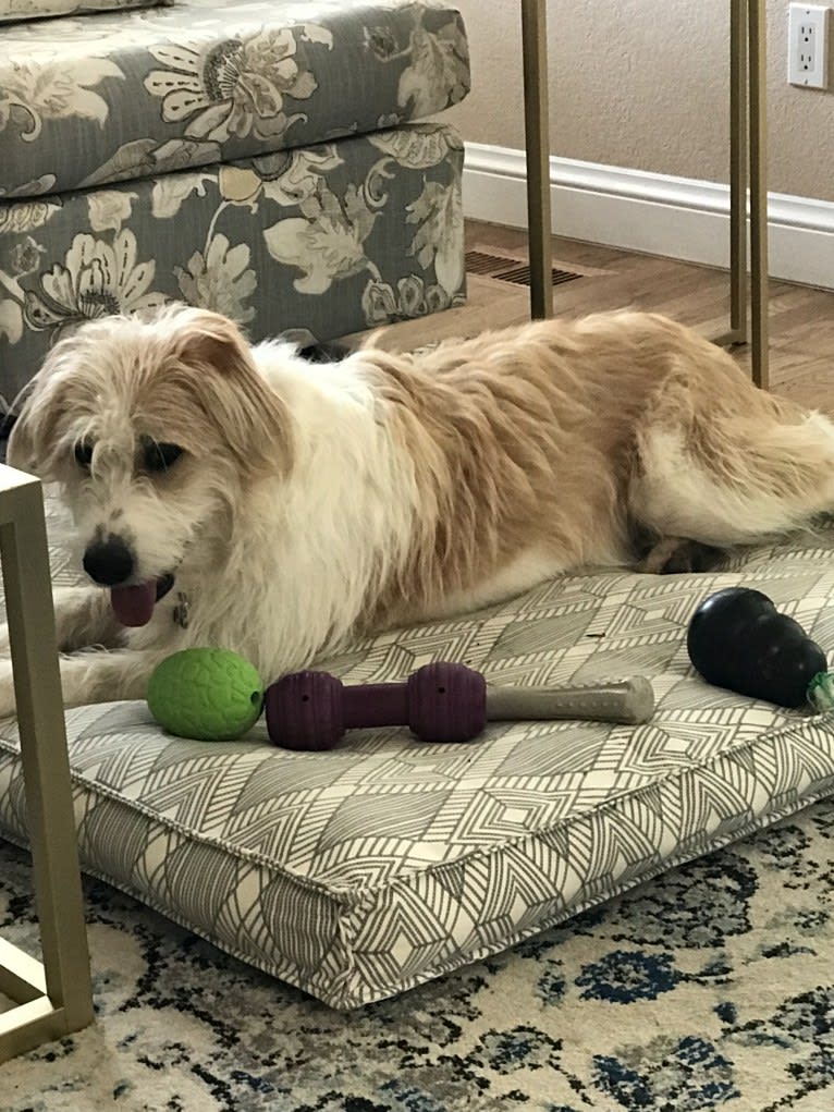 Lacy, a Great Pyrenees and Border Collie mix tested with EmbarkVet.com