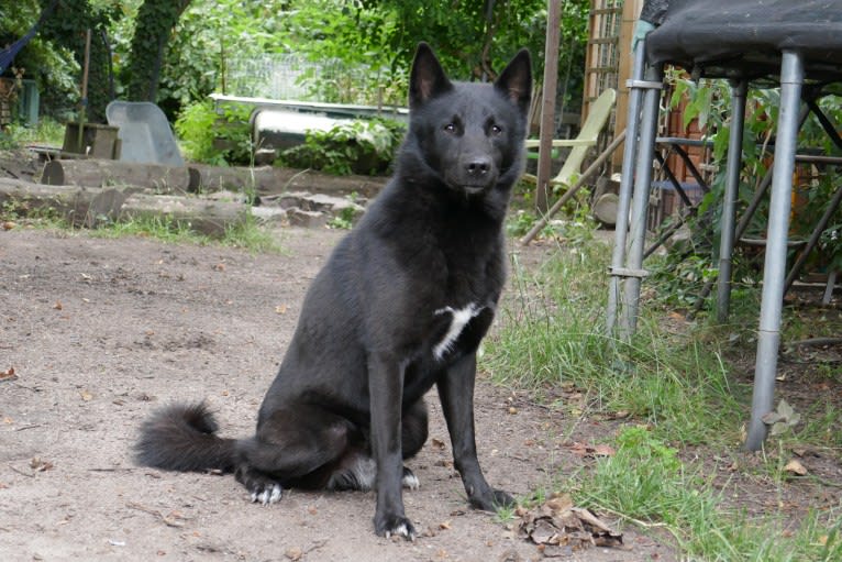 Moshae, a Canaan Dog tested with EmbarkVet.com