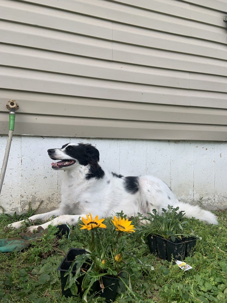 Floyd, a German Shepherd Dog and Australian Cattle Dog mix tested with EmbarkVet.com