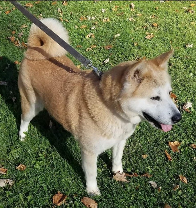 Panda, an Akita tested with EmbarkVet.com