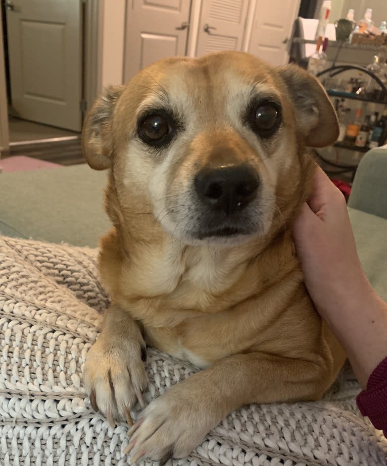 Dougie, a Chihuahua and Dachshund mix tested with EmbarkVet.com