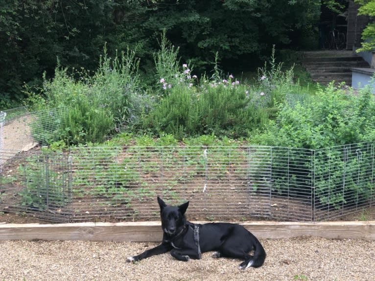 Chesley, a Canaan Dog tested with EmbarkVet.com