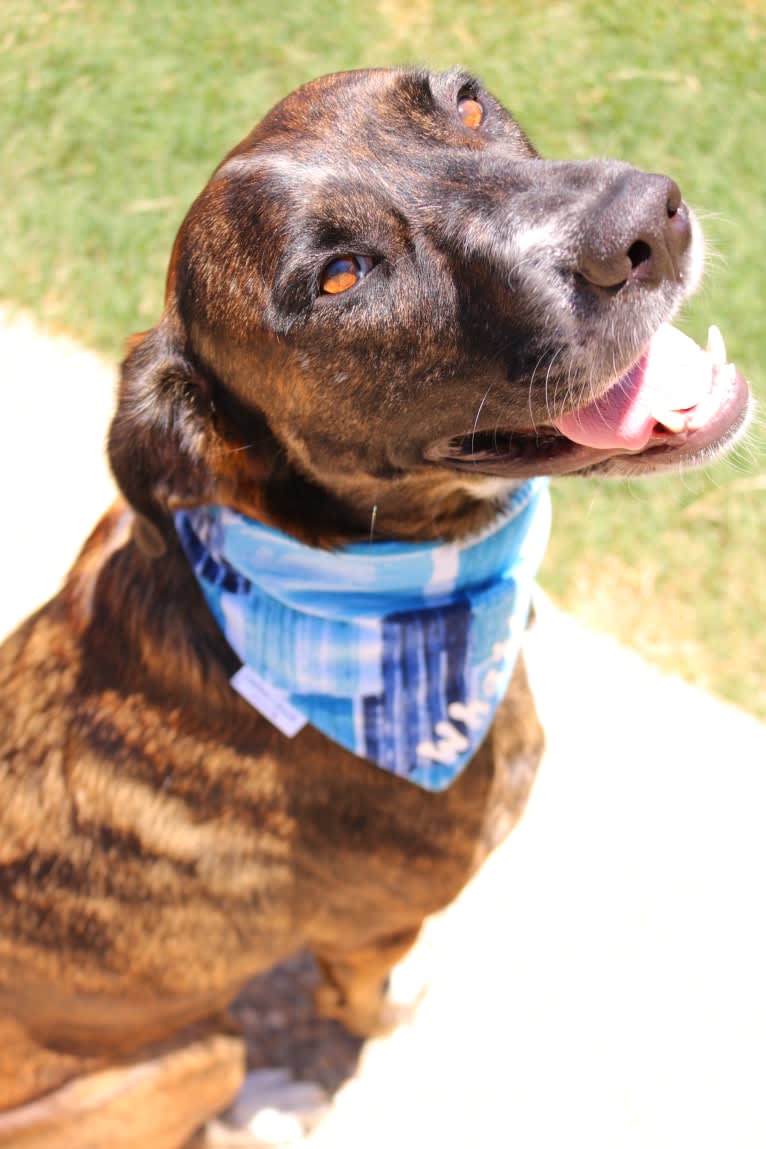 Whatley, an Irish Setter and American Pit Bull Terrier mix tested with EmbarkVet.com