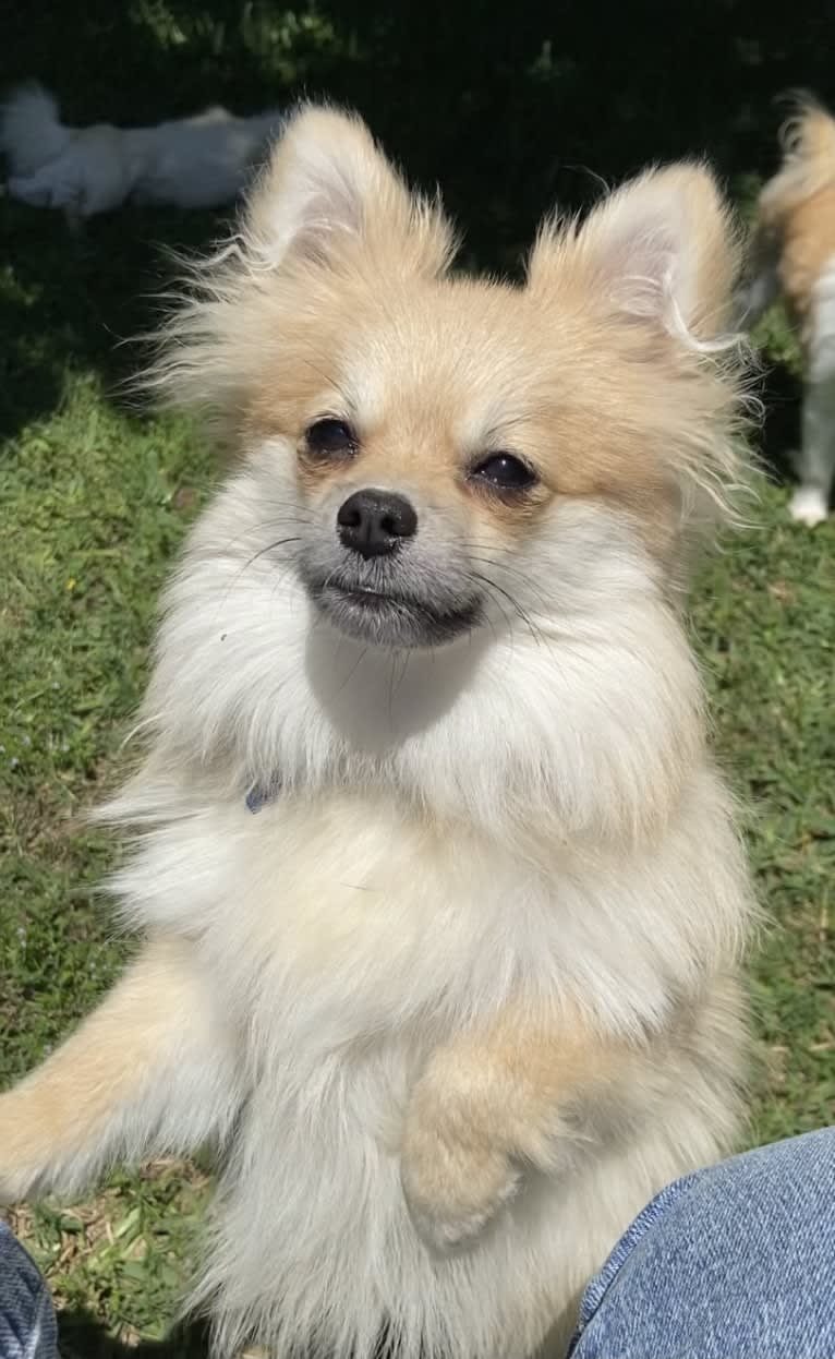 Okami, a Pomeranian tested with EmbarkVet.com