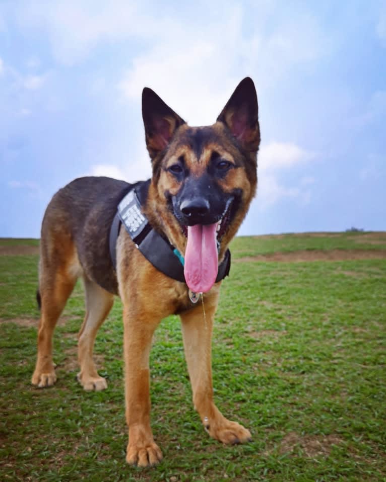 Eaton Chung, a Hong Kong Village Dog tested with EmbarkVet.com