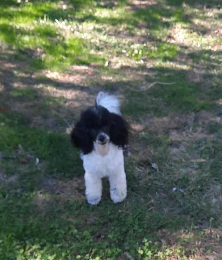 Lucio, a Poodle (Small) tested with EmbarkVet.com