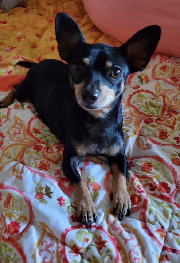 Lola, a Chihuahua and Miniature Pinscher mix tested with EmbarkVet.com