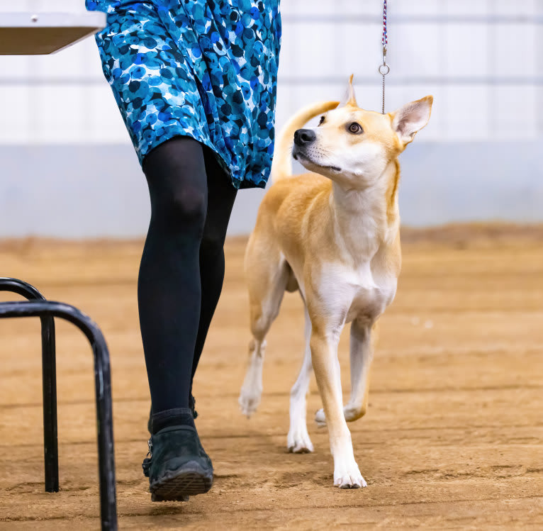 Loomy, a Carolina Dog tested with EmbarkVet.com