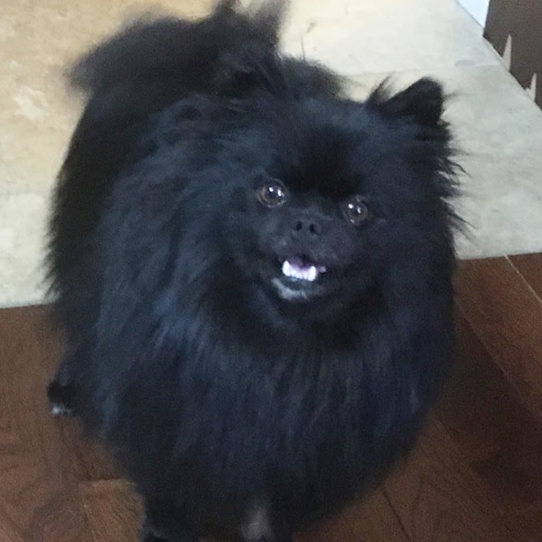 Marlin, a Pomeranian tested with EmbarkVet.com