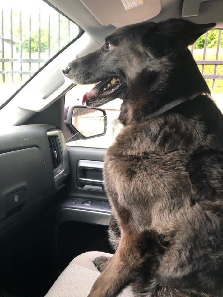 Bobo, a German Shepherd Dog and Chinese Shar-Pei mix tested with EmbarkVet.com