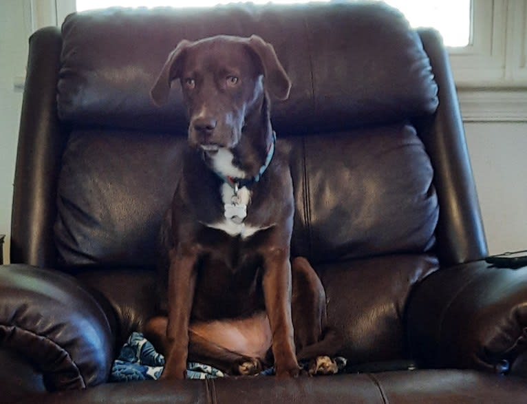 Valkyrie, a Golden Retriever and Labrador Retriever mix tested with EmbarkVet.com