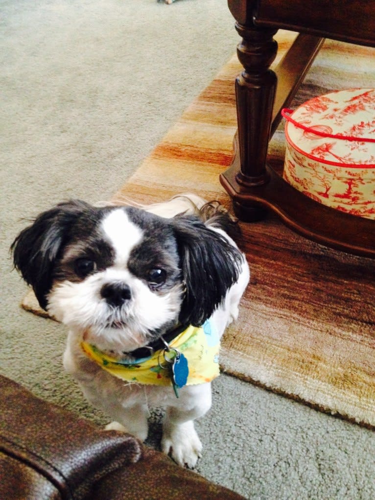 Tivo, a Shih Tzu tested with EmbarkVet.com