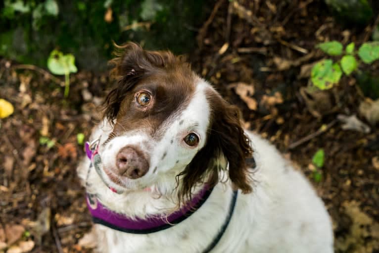 Charlotte, a Brittany tested with EmbarkVet.com