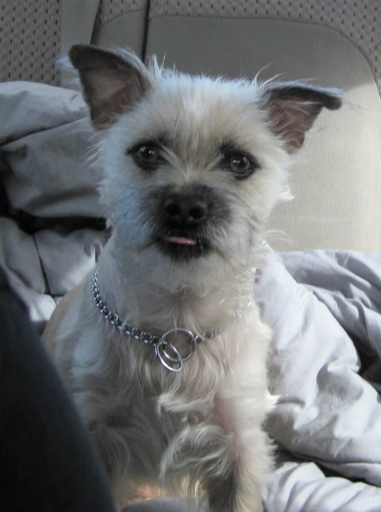 Jack Heisenberg, a Maltese and Chihuahua mix tested with EmbarkVet.com