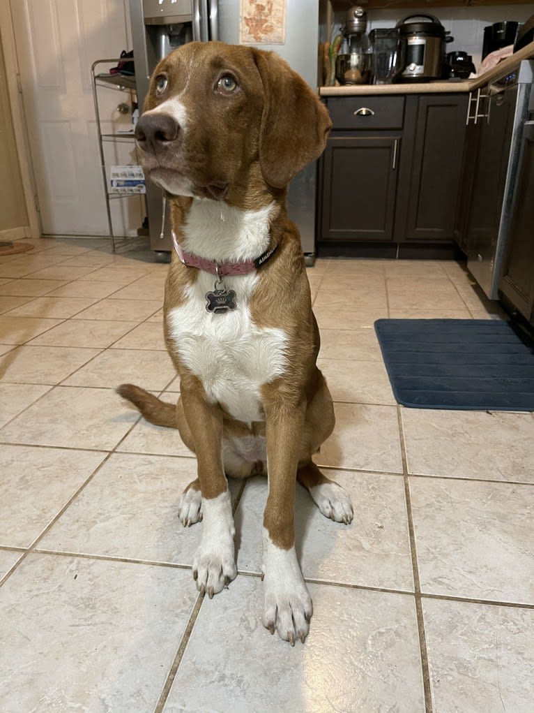 Viola, an American Pit Bull Terrier and Catahoula Leopard Dog mix tested with EmbarkVet.com