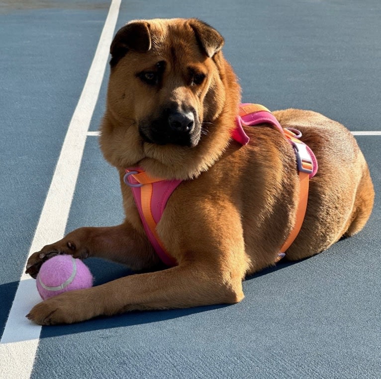 Nala, a Chow Chow and Chinese Shar-Pei mix tested with EmbarkVet.com