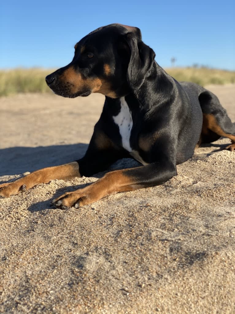 Andy, a Treeing Walker Coonhound and Redbone Coonhound mix tested with EmbarkVet.com