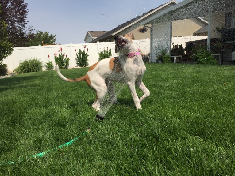 Canna, an American Pit Bull Terrier and Australian Cattle Dog mix tested with EmbarkVet.com