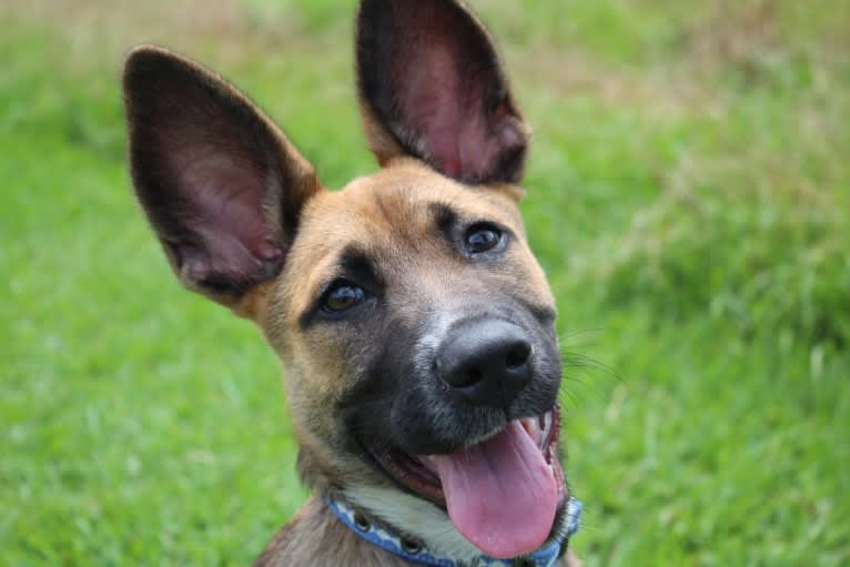 Moses, a German Shepherd Dog and Labrador Retriever mix tested with EmbarkVet.com