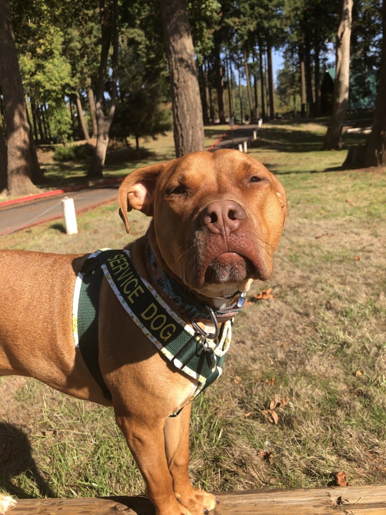 Jasper, an American Bully tested with EmbarkVet.com