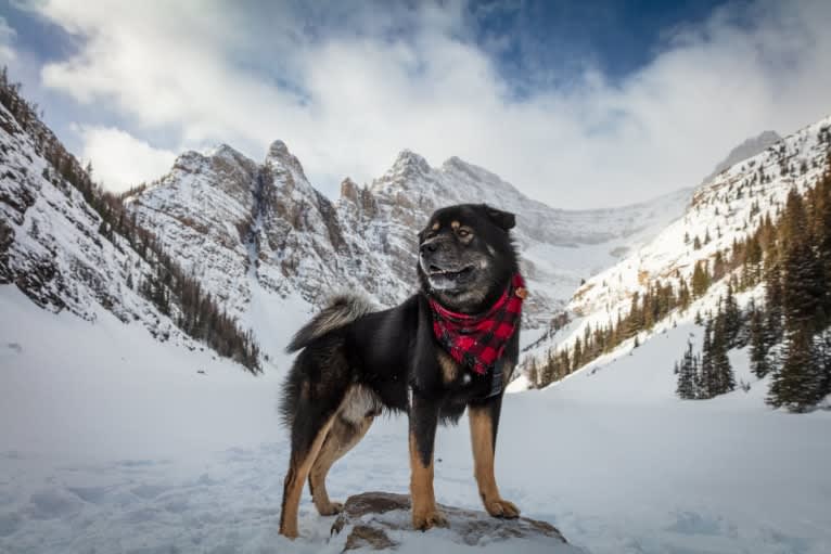 Kaiju Bear, an Akita and Alaskan Malamute mix tested with EmbarkVet.com