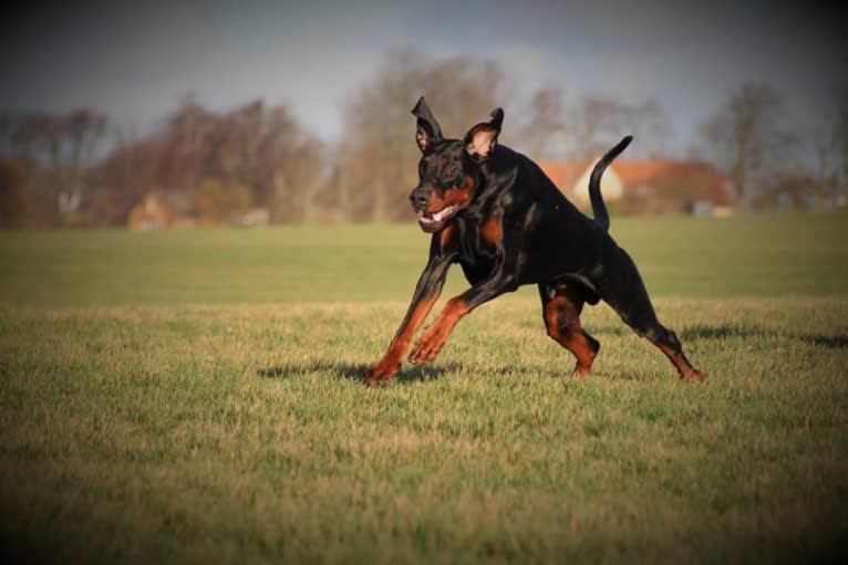 Tyson, a Doberman Pinscher tested with EmbarkVet.com