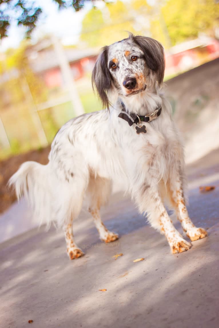 Pixel Terrence McFlurry, an English Cocker Spaniel and Australian Cattle Dog mix tested with EmbarkVet.com