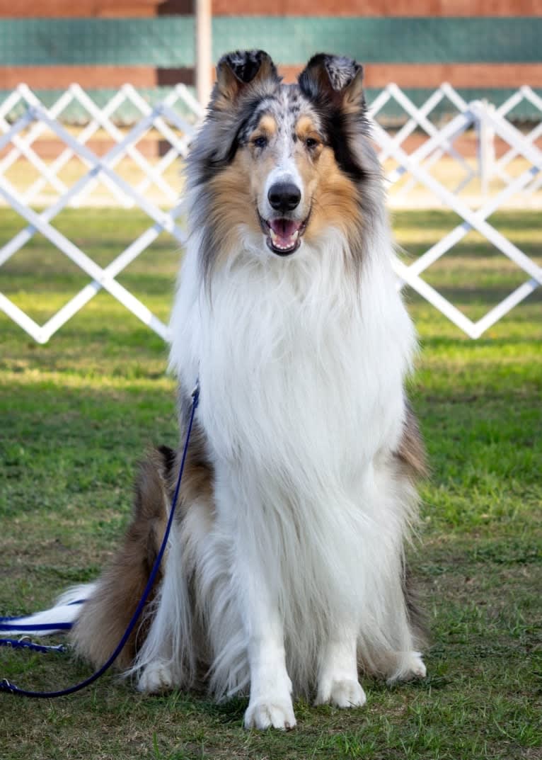 Finn, a Collie tested with EmbarkVet.com