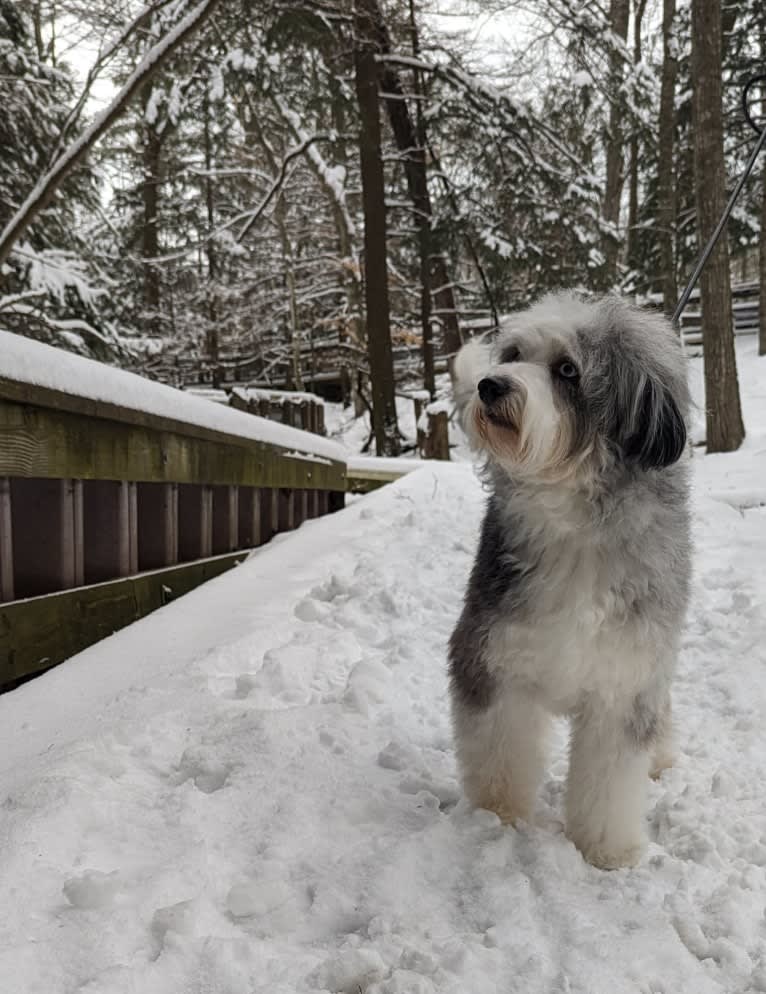 Koa, an Aussiedoodle tested with EmbarkVet.com