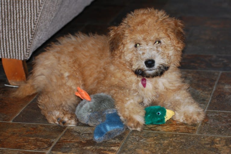 Fig, a Soft Coated Wheaten Terrier and Miniature Schnauzer mix tested with EmbarkVet.com